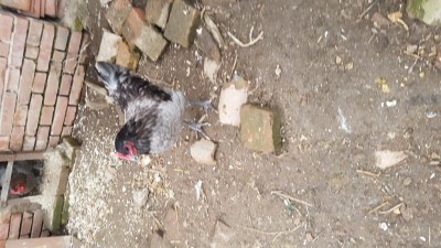 20181202_150713.jpg (113.33 KiB) Osservato 830 volte 20181202_150713.jpg