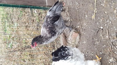 20181202_150741.jpg (138.87 KiB) Osservato 830 volte 20181202_150741.jpg