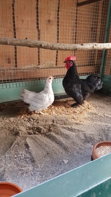 IMG-20190209-WA0001.jpg (59.99 KiB) Osservato 1050 volte IMG-20190209-WA0001.jpg