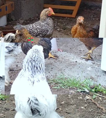 20190321_151845_HDR-1.jpg (179.93 KiB) Osservato 997 volte 20190321_151845_HDR-1.jpg