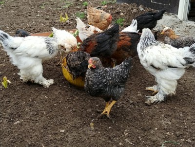 20190321_151836-1.jpg (220.18 KiB) Osservato 997 volte 20190321_151836-1.jpg