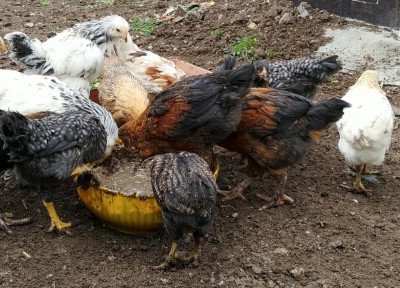 20190321_151757-1.jpg (193.86 KiB) Osservato 997 volte 20190321_151757-1.jpg