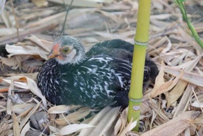 Pulcino nero 1.jpg (34.89 KiB) Osservato 988 volte Pulcino nero 1.jpg