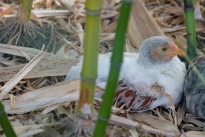 Pulcino bianco 1.jpg (28.91 KiB) Osservato 988 volte Pulcino bianco 1.jpg