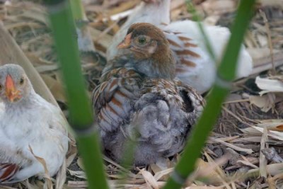 Pulcino grigio 1.jpg (28.74 KiB) Osservato 988 volte Pulcino grigio 1.jpg