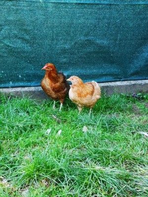 IMG-20191110-WA0042.jpg (243.66 KiB) Osservato 877 volte IMG-20191110-WA0042.jpg