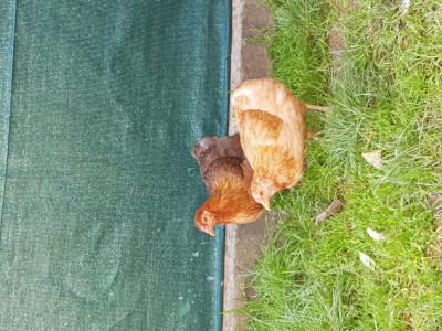 20191110_122329.jpg (218.31 KiB) Osservato 877 volte 20191110_122329.jpg