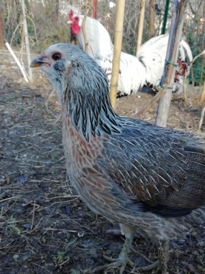 IMG-20191228-WA0002.jpg (133.73 KiB) Osservato 2438 volte IMG-20191228-WA0002.jpg