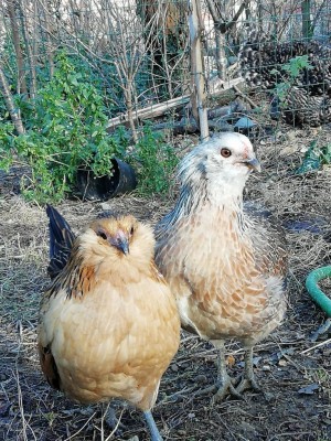 IMG-20191228-WA0008.jpg (241.88 KiB) Osservato 2438 volte IMG-20191228-WA0008.jpg