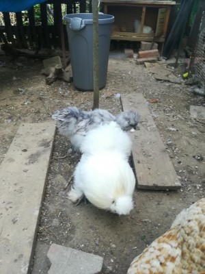 IMG_20200417_130837.jpg (114.81 KiB) Osservato 805 volte IMG_20200417_130837.jpg