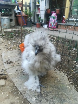 IMG_20200417_130849.jpg (128.64 KiB) Osservato 805 volte IMG_20200417_130849.jpg