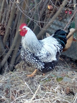 IMG_20220205_162923.jpg (173.34 KiB) Osservato 2654 volte IMG_20220205_162923.jpg