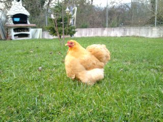 Cocincina2.jpg Cocincina2.jpg