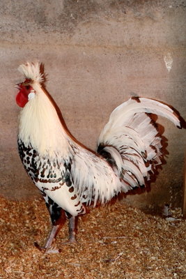 IMG_0185.jpg (159.15 KiB) Osservato 1079 volte IMG_0185.jpg