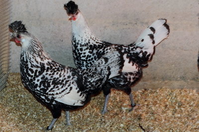 IMG_0181.jpg (156.05 KiB) Osservato 1079 volte IMG_0181.jpg