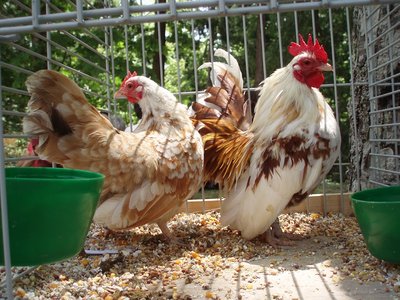 Serama2 polli.JPG (246.46 KiB) Osservato 1896 volte Serama2 polli.JPG