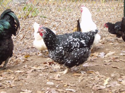 mottled Java Hen.JPG (429.55 KiB) Osservato 1536 volte mottled Java Hen.JPG