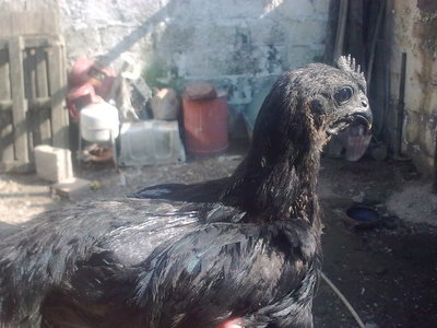 Sempre lui / abc3354.jpg abc3354.jpg