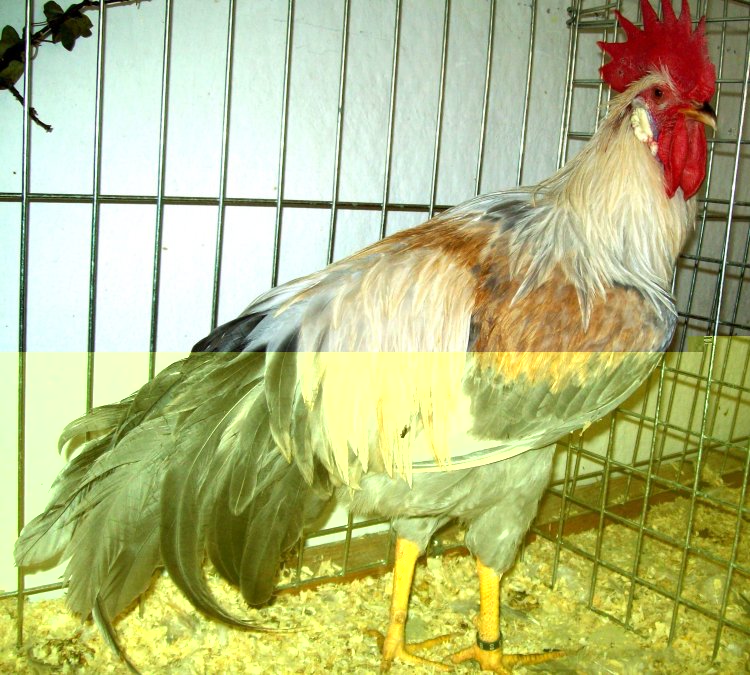 Italiener grigioperlaarancio gimp.JPG Italiener grigioperlaarancio gimp.JPG