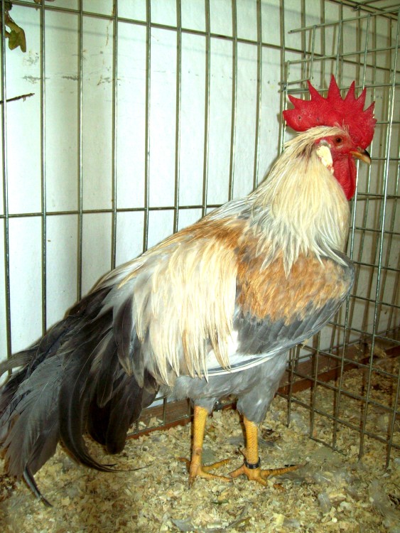 Italiener grigio perla2 gimp.JPG Italiener grigio perla2 gimp.JPG