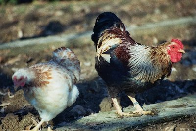 gal5.jpg (72.31 KiB) Osservato 1016 volte gal5.jpg