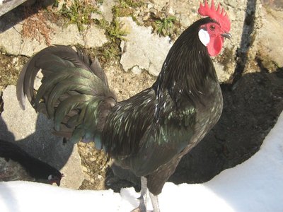 006.JPG (181.01 KiB) Osservato 1586 volte 006.JPG