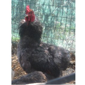 gallo araucana.jpg gallo araucana.jpg