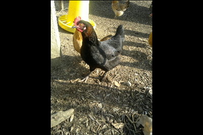 DSC00033.jpg (131.17 KiB) Osservato 824 volte DSC00033.jpg