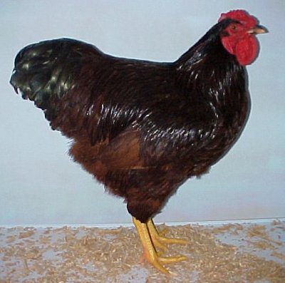 rodeislandredhaan.jpg (48.85 KiB) Osservato 1830 volte rodeislandredhaan.jpg