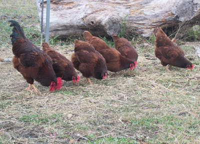 rhode-island-red-flock.jpg (211.21 KiB) Osservato 1830 volte rhode-island-red-flock.jpg