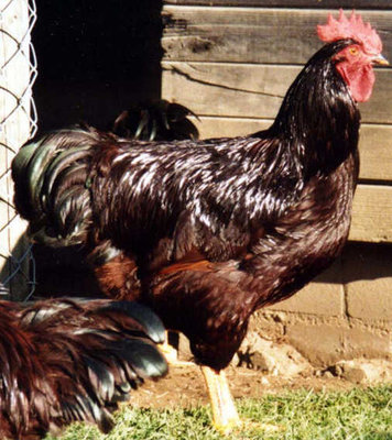 SwissRIR.jpg (47.24 KiB) Osservato 1830 volte SwissRIR.jpg