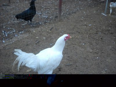 foto emanuele8 002.jpg (93.59 KiB) Osservato 1348 volte foto emanuele8 002.jpg