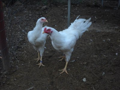 foto emanuele8 006.jpg (87.92 KiB) Osservato 1348 volte foto emanuele8 006.jpg