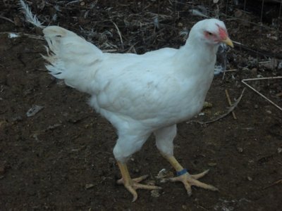 foto emanuele8 005.jpg (84.11 KiB) Osservato 1348 volte foto emanuele8 005.jpg