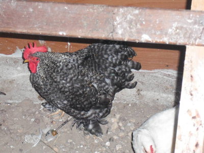 galletto / Immagine 075 (FILEminimizer) (FILEminimizer).jpg Immagine 075 (FILEminimizer) (FILEminimizer).jpg