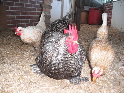 cocincino 4.jpg (93.82 KiB) Osservato 901 volte cocincino 4.jpg