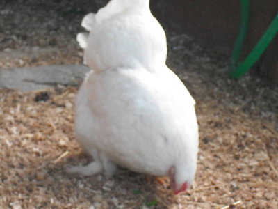 cocincina 2.jpg (38.51 KiB) Osservato 901 volte cocincina 2.jpg