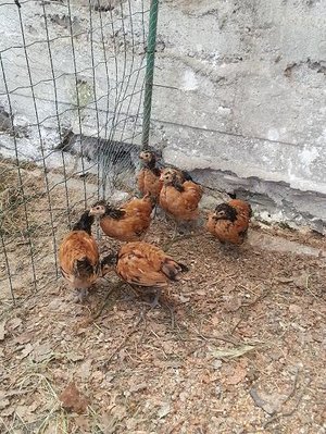 20130512_164739.jpg (95.68 KiB) Osservato 833 volte 20130512_164739.jpg