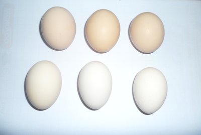 uova austra e bianca saluzzo 011.jpg