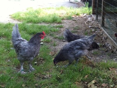 image.jpg (144.64 KiB) Osservato 755 volte image.jpg