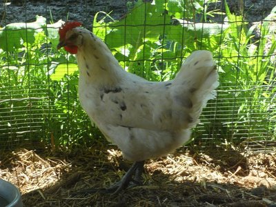 figlia teresa 6 mesi.jpg (122.71 KiB) Osservato 1977 volte figlia teresa 6 mesi.jpg