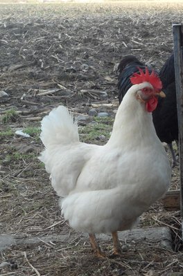 bianca di saluzzo 2 347.jpg (107.82 KiB) Osservato 1385 volte bianca di saluzzo 2 347.jpg