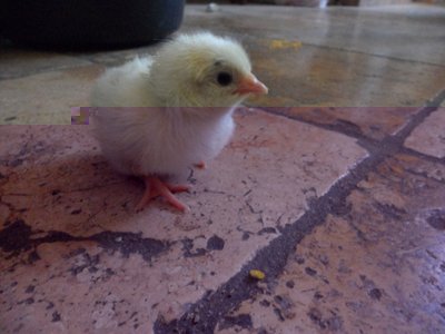 pulcino austraxbianca 015.jpg (88.23 KiB) Osservato 1385 volte pulcino austraxbianca 015.jpg