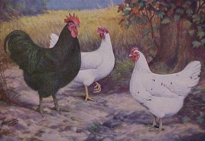 austra-white.jpg (35.42 KiB) Osservato 1380 volte austra-white.jpg