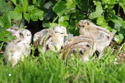 IMGP2783.JPG (96.03 KiB) Osservato 1734 volte IMGP2783.JPG