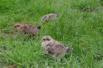 IMGP2809.JPG (97.81 KiB) Osservato 1734 volte IMGP2809.JPG