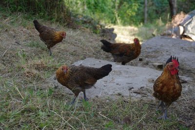 IMGP3363.JPG (103.06 KiB) Osservato 1734 volte IMGP3363.JPG