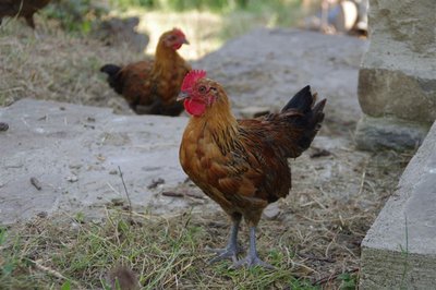 IMGP3369.JPG (85.96 KiB) Osservato 1734 volte IMGP3369.JPG