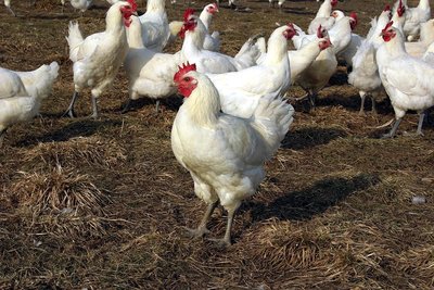 poulet.jpg (324.98 KiB) Osservato 2924 volte poulet.jpg