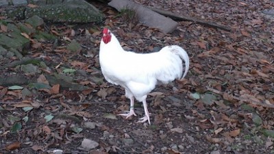 galline 176.jpg (75.69 KiB) Osservato 1154 volte galline 176.jpg